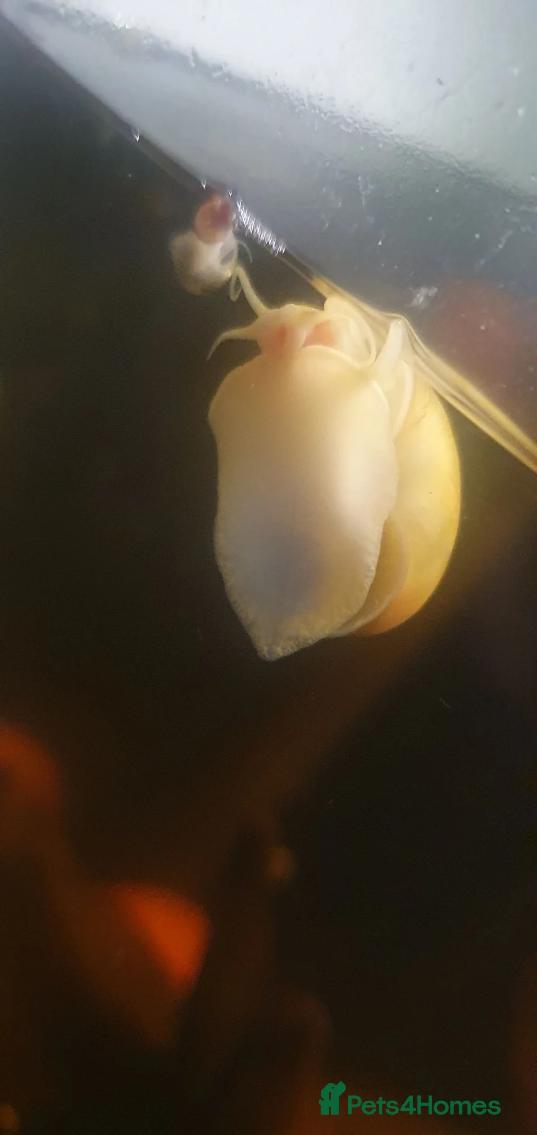 Snails invertebrates for sale: Golden Apple Snails 🐌✨️ Pomacea Canaliculata - Advert 7