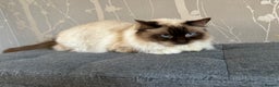 Ragdoll cats for stud: Gorgeous GGCF/TICA chocolate  mitted ragdoll in Norwich - Advert 6