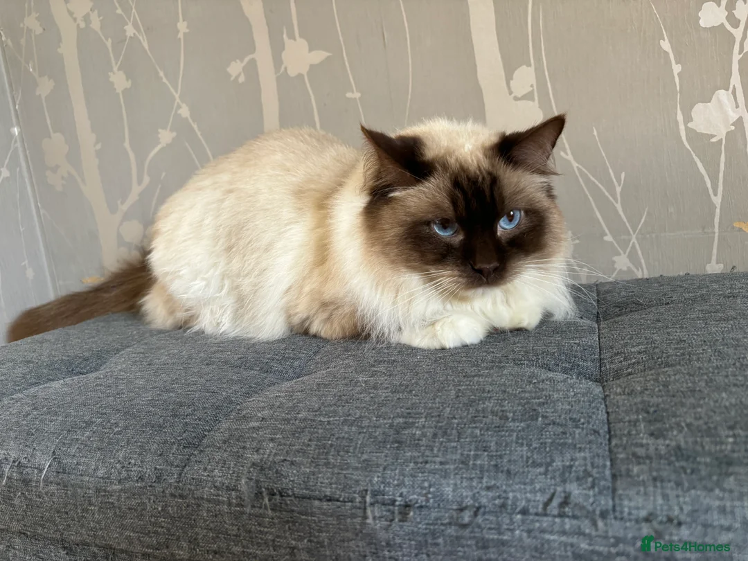 Ragdoll cats for stud: Gorgeous GGCF/TICA chocolate  mitted ragdoll in Norwich - Advert 6