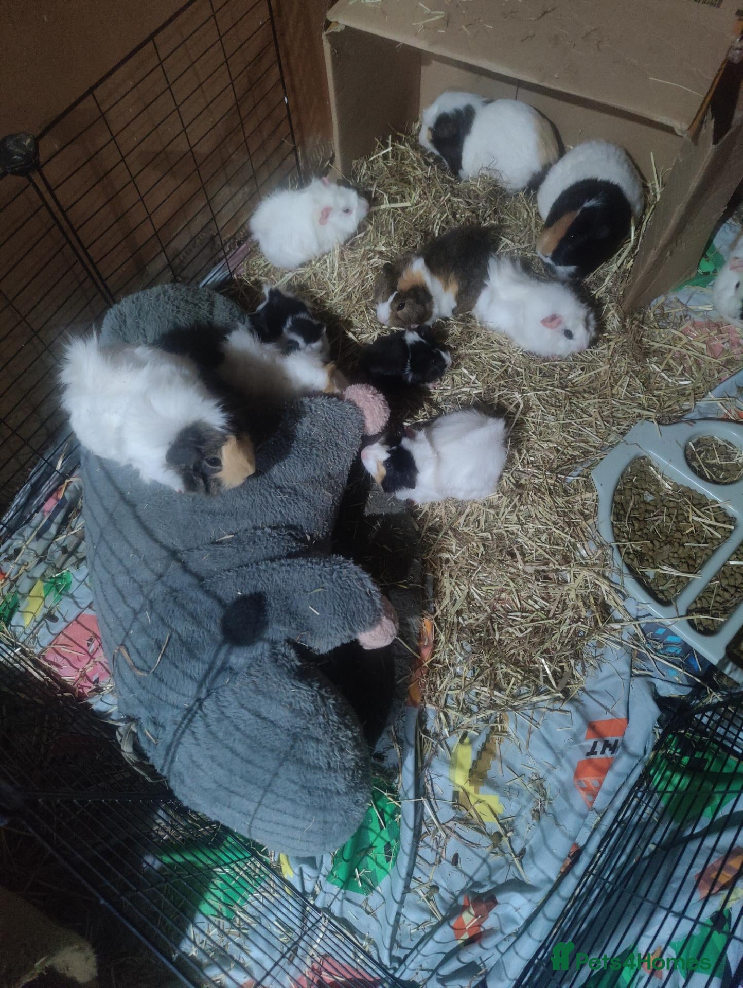 Guinea Pig rodents for sale: Beautiful guineas for sale  - Advert 12