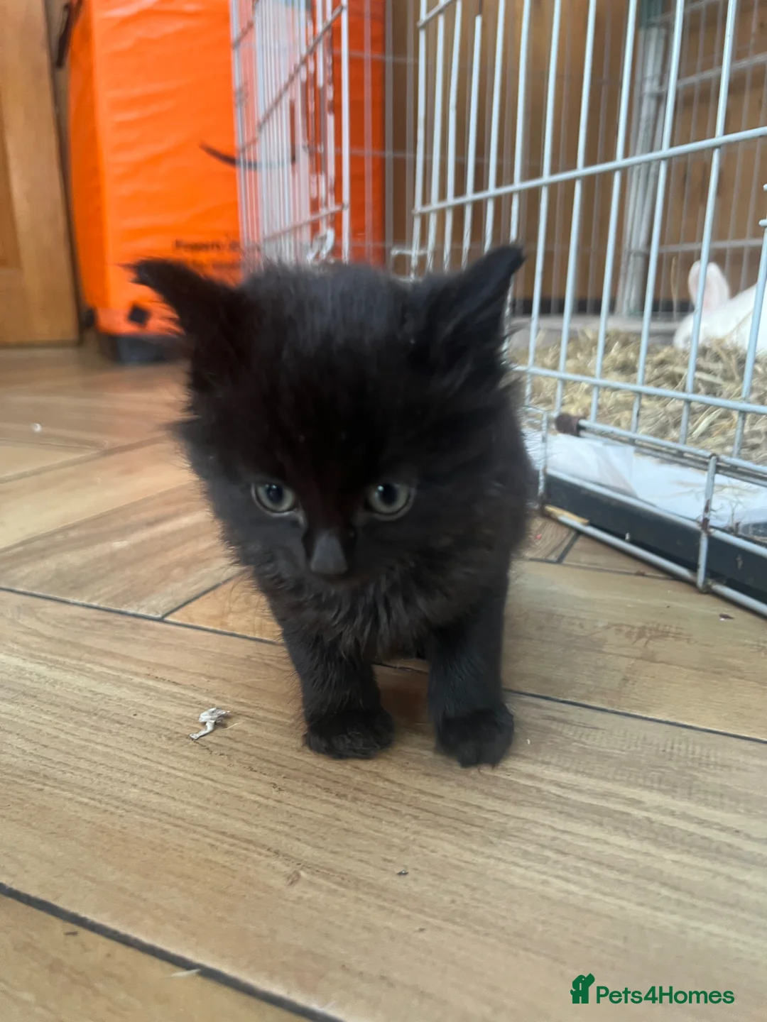 British Shorthair cats for sale: Kittens x6  - Advert 17