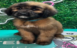 Saint Bernard dogs for sale: *Reduced* F1 St Berdoodle  - Image 33