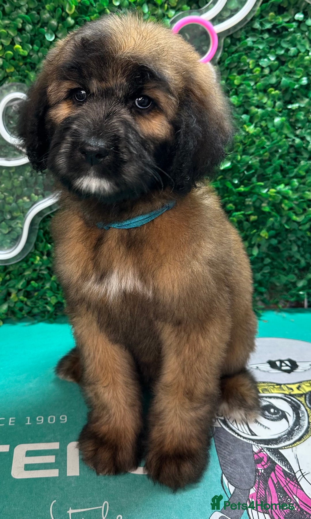 Saint Bernard dogs for sale: *Reduced* F1 St Berdoodle  - Image 33