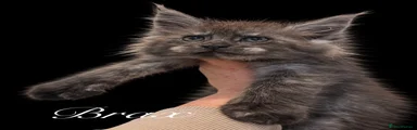 Maine Coon 4