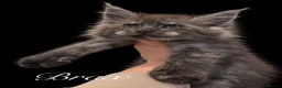 Maine Coon cats for sale: 9 STUNNING BLACK SMOKE MAINE COON CUBS  - Advert 36
