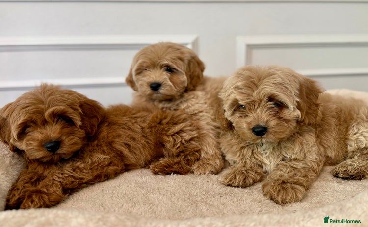 Cavapoo dogs - Advert 7