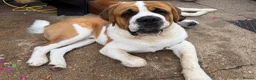 Saint Bernard dogs for sale: Saint Bernard puppies  in Cleethorpes - Advert 24