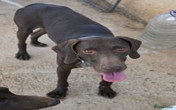 German Shorthaired Pointer dogs for adoption: Bobby is ready for his forever family!  - Image 9