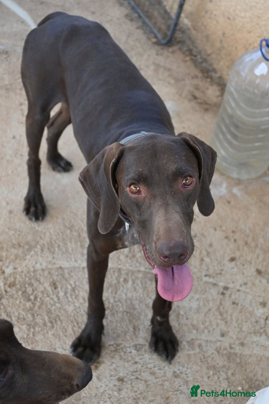 German Shorthaired Pointer dogs for adoption: Bobby is ready for his forever family!  - Image 9