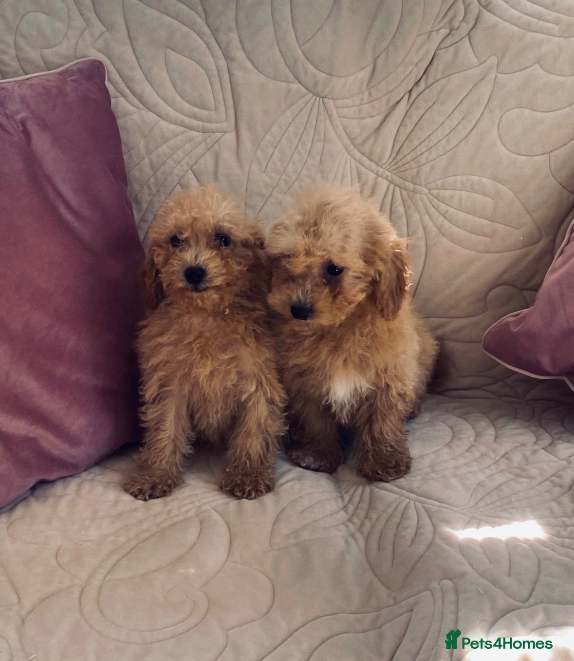 Cavachon dogs Beautiful f1 cavachon girls  - Advert 1