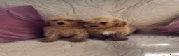Cavachon dogs for sale: Beautiful f1 cavachon girls  - Advert 1