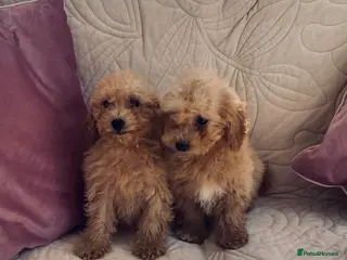 Cavachon dogs Beautiful f1 cavachon girls - Advert 1