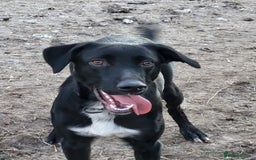 Mixed Breed dogs for sale: Mr pickle - Image 1