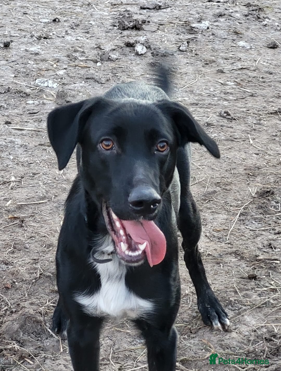Mixed Breed dogs for sale: Mr pickle - Image 1