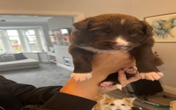 Border Collie dogs for sale: Border Collie pup- Merle, Black, Chocolate, Blonde - Image 9