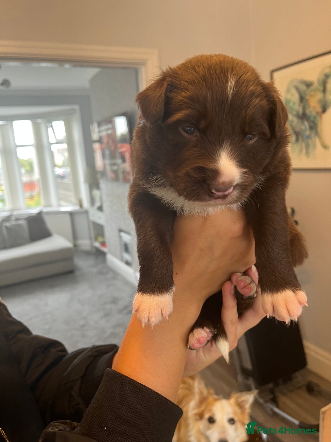 Border Collie dogs for sale: Border Collie pup- Merle, Black, Chocolate, Blonde - Image 9