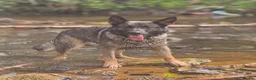 German Shepherd dogs for sale: German Shepherd Puppies - Advert 12