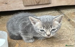 Domestic Shorthair cats for sale: 6 beautiful kittens for sale!!  - Image 6