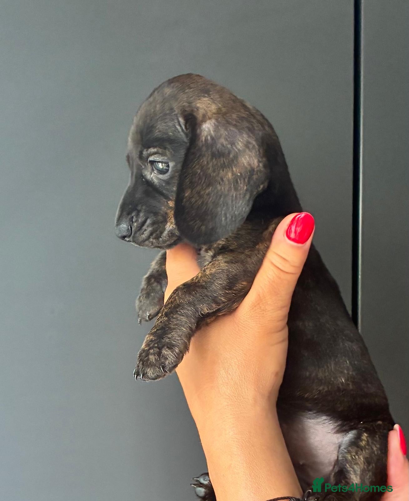 Miniature Dachshund dogs Miniature dachshunds  - Advert 3