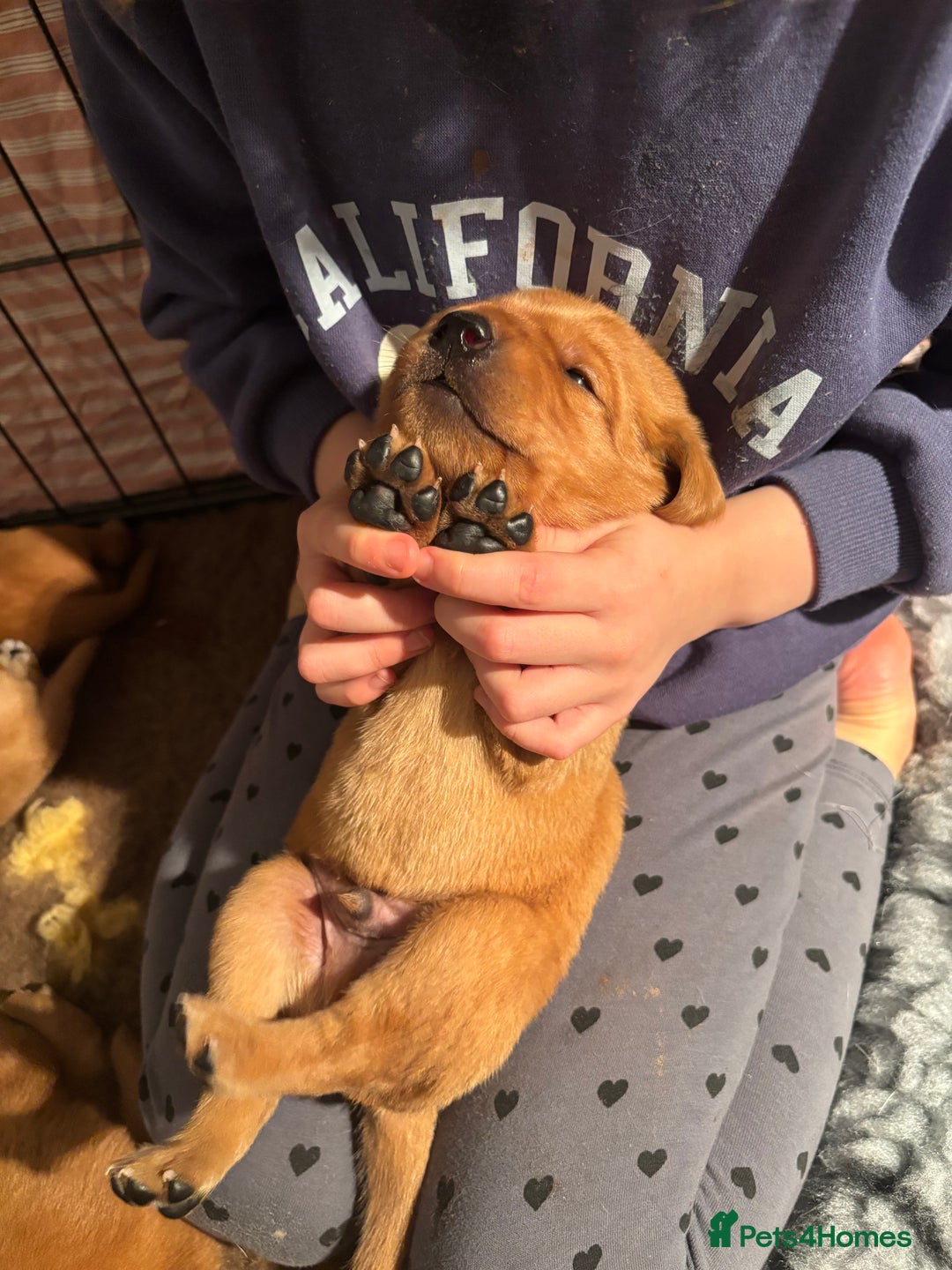 Labrador Retriever dogs for sale: Extensively Health tested Red fox Labradors 🧡 - Advert 28