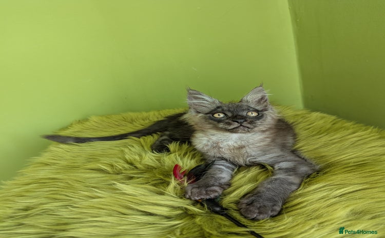 Maine Coon cats - Advert 1