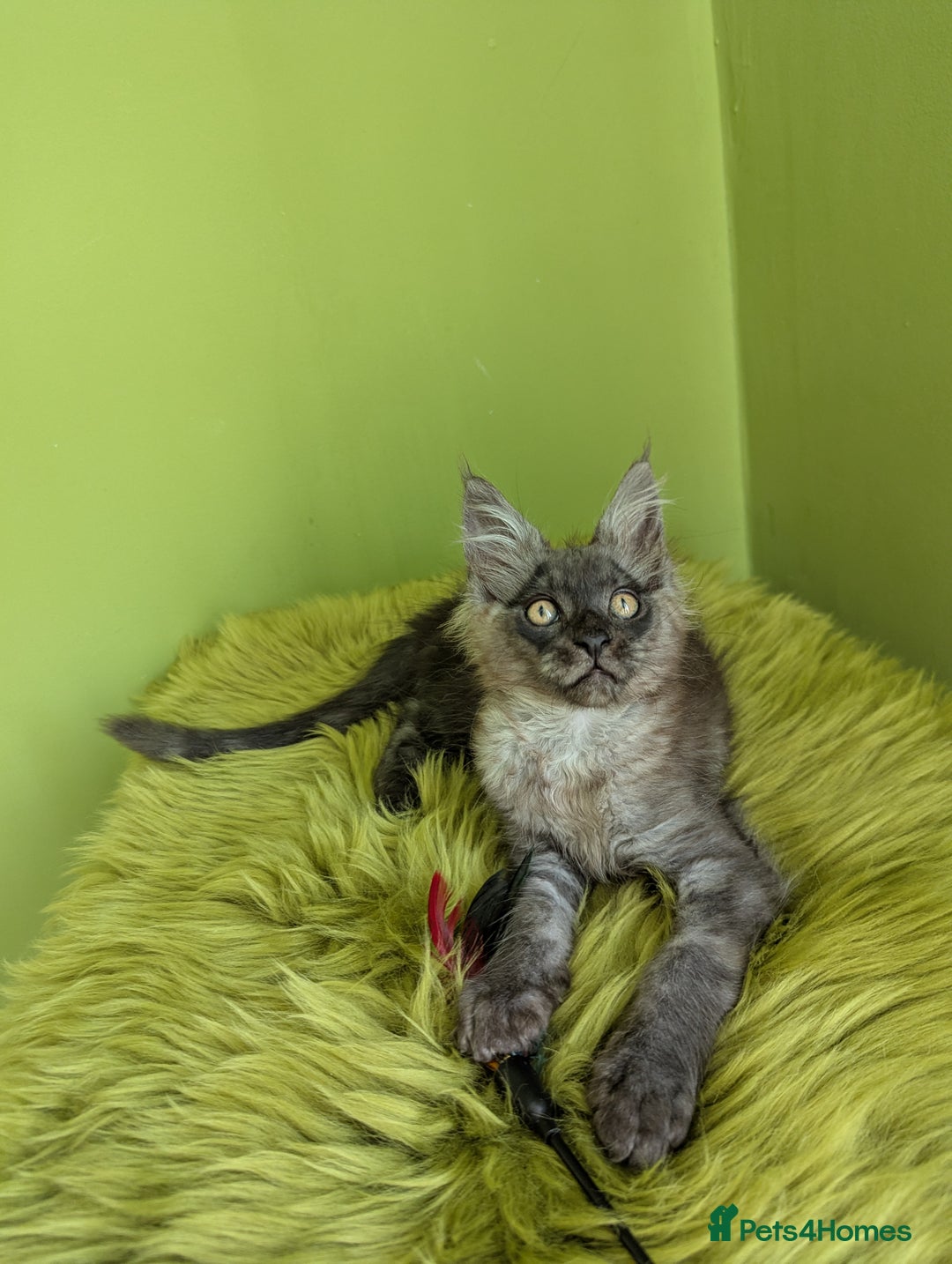 Maine Coon cats for sale: Beautiful Pedigree Maine Coon Kittens  - Image 1