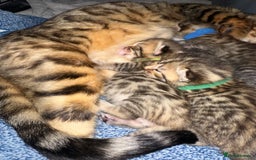 Bengal cats for sale: Stunning bengal x bsh kittens  - Advert 25