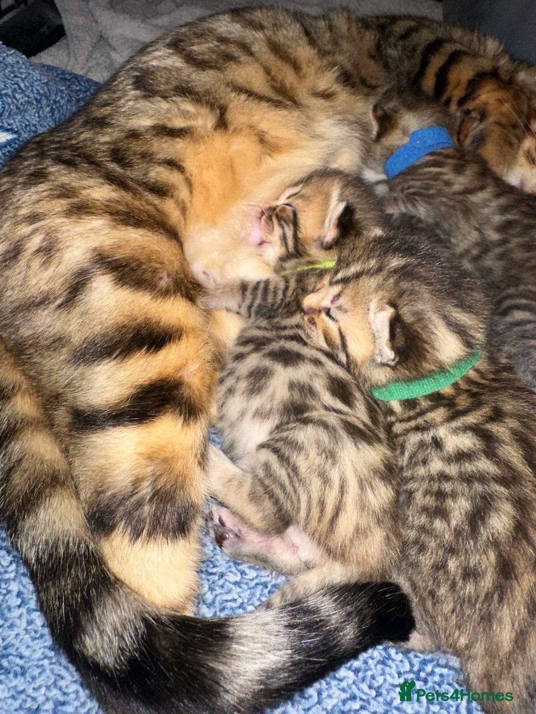 Bengal cats for sale: Stunning bengal x bsh kittens  - Advert 25