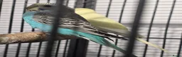 Budgerigars birds for sale: Baby Budgies - Advert 6