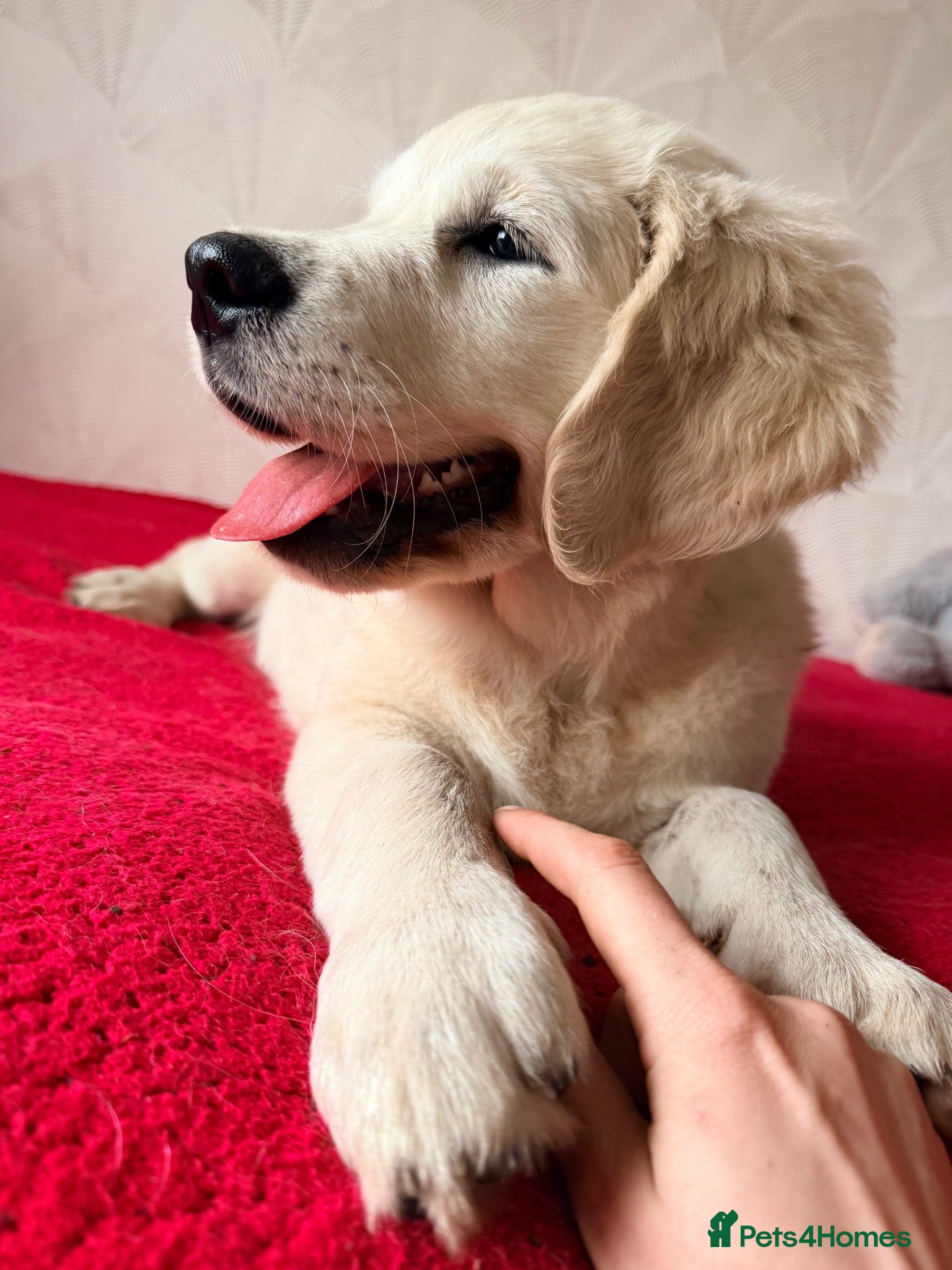 Golden Retriever dogs Exceptional Pedigree Multiple Champion Bloodlines - Advert 2
