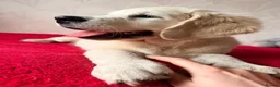Golden Retriever dogs for sale: Therapy Dog -Multi-Championship Bloodlines - Advert 7