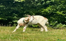 Goats livestock for sale: 1 year old boar goat castrated  - Image 5