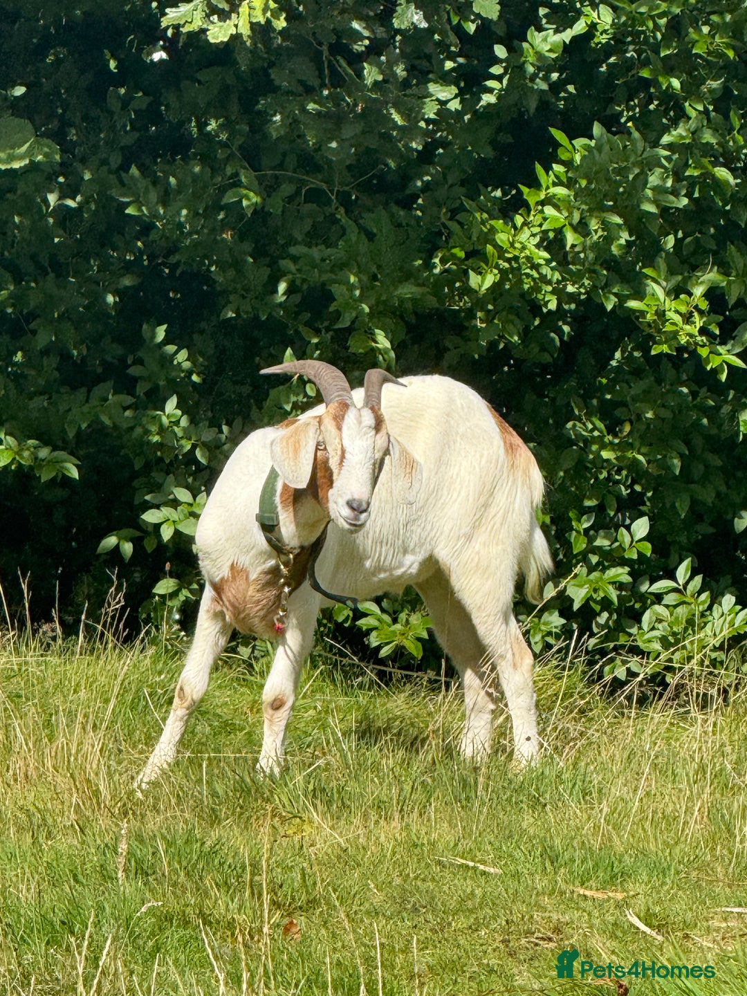 Goats livestock for sale: 1 year old boar goat castrated  - Image 5