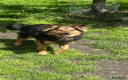 Mixed Breed dogs for adoption: 💙🐶 ELVIS 🐶💙 - Image 4