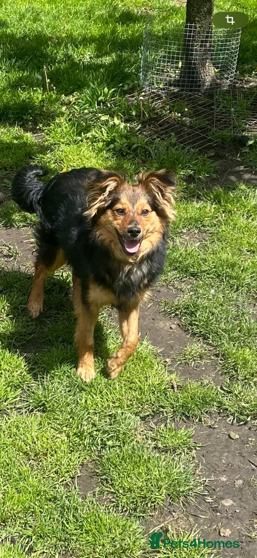 Mixed Breed dogs for adoption: 💙🐶 ELVIS 🐶💙 - Image 4