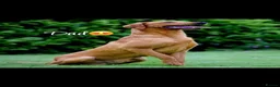 Labrador Retriever dogs for sale: 7 Fox Red Labrador Puppies🐶 - Advert 12