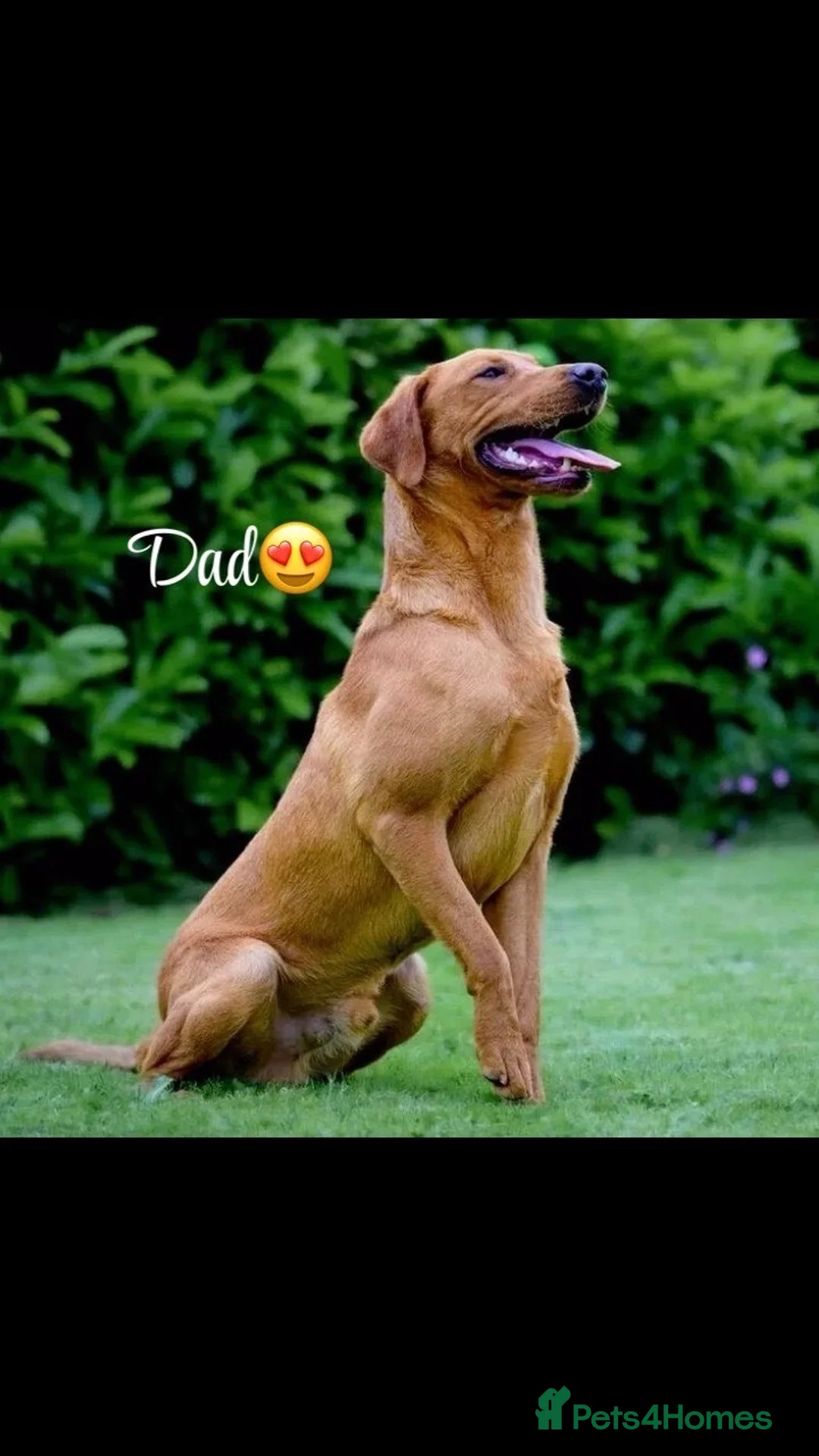 Labrador Retriever dogs for sale: 7 Fox Red Labrador Puppies🐶 - Advert 12