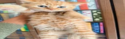 British Shorthair cats for sale: Stunning BSH Kittens Ready Now! - Advert 22