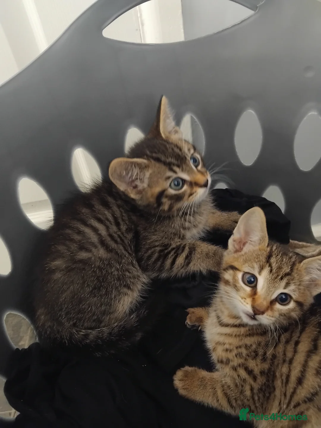 Mixed Breed cats for sale: 2 stunning tabby kittens  - Advert 9