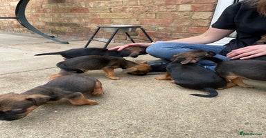 Mixed Breed dogs - Advert 6