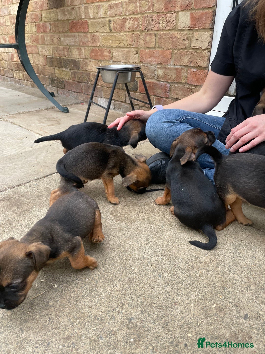 Mixed Breed dogs for sale: Miniature Jack Russell x Border terrier - Image 2