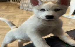 Siberian Husky dogs for sale: Siberian husky - Image 16