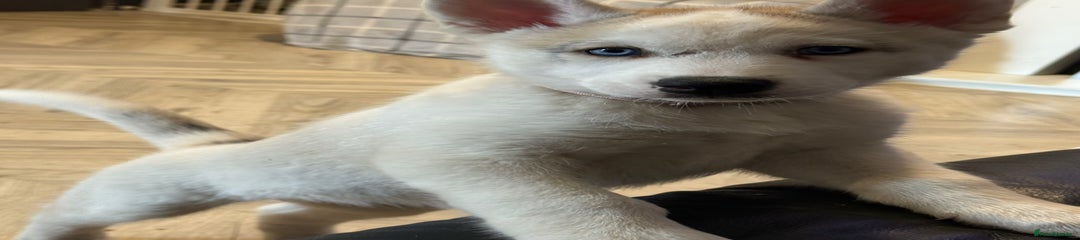 Siberian Husky Puppy 4