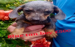 Miniature Poodle dogs for sale: PRA CLEAR MIN DACHSHUNDS  - Image 3