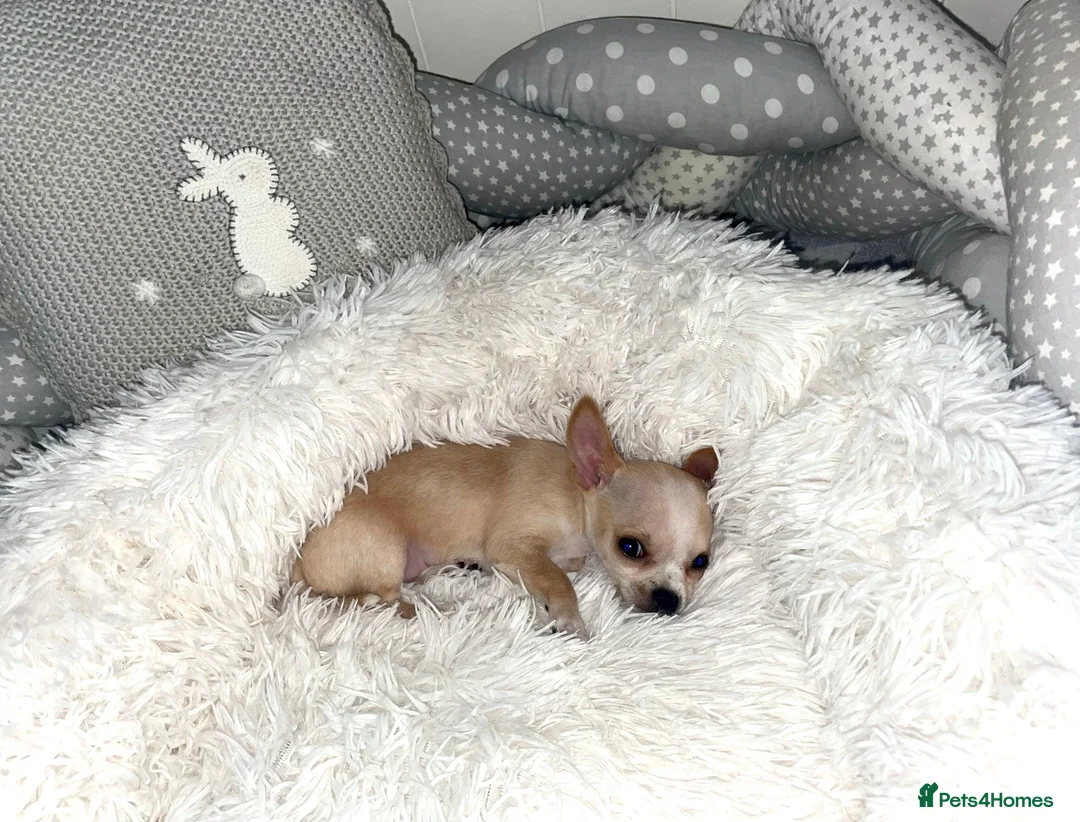 Chihuahua dogs for stud: **PROVEN STUD** ** Chihuahua in Pudsey - Advert 7