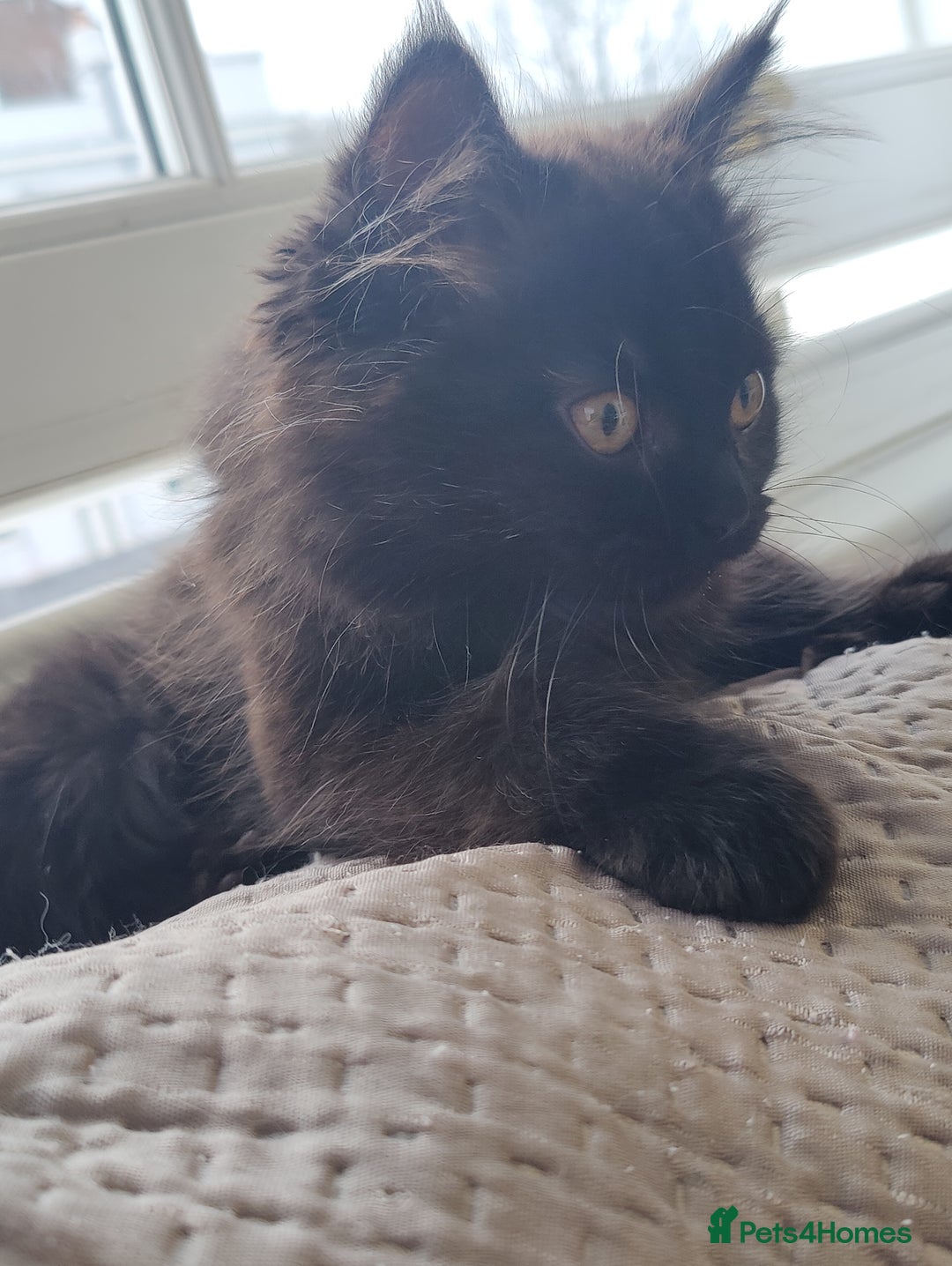 Mixed Breed cats for sale: Persian Mix kittens  - Advert 36