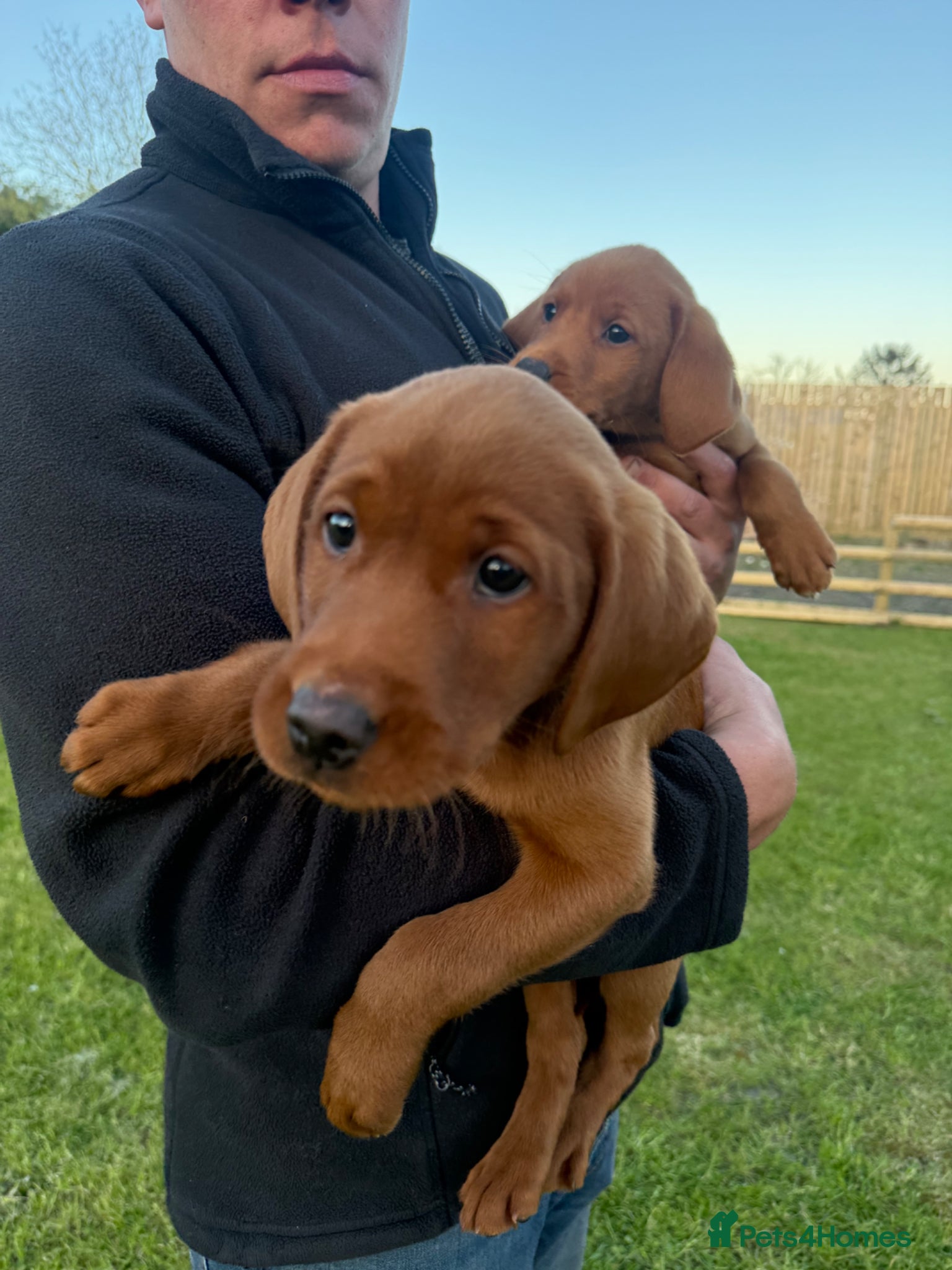 Labrador Retriever dogs Stunning FULLY HEALTH TESTED Labrador Puppies  - Advert 18