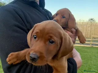 Labrador Retriever dogs Stunning FULLY HEALTH TESTED Labrador Puppies - Advert 18