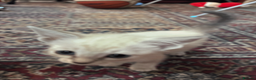 Oriental cats for sale: 6 happy, playful and lovable kittens. in Liverpool - Advert 9