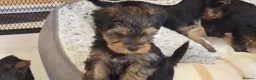 Yorkshire Terrier dogs for sale: Yorkshire Terrier puppies  from Licensed Breeder  - Advert 1